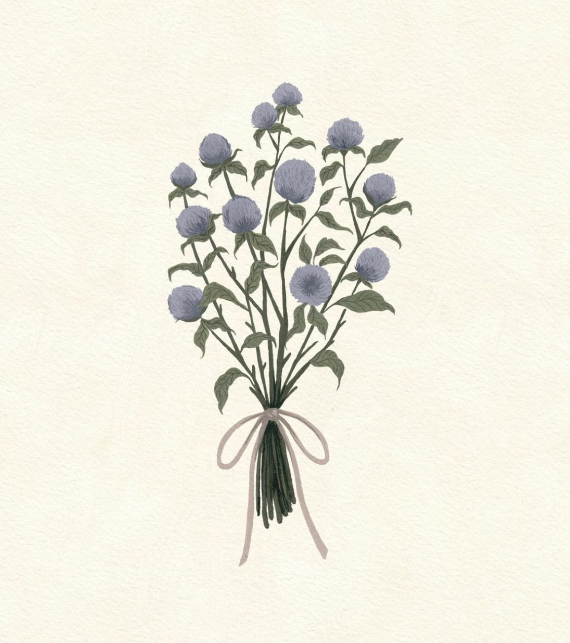 Gonphrena
